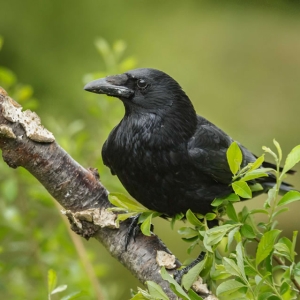 Redwell   19 05 2017 (12 Of 13).jpg